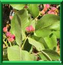 PISTACHIER - PISTACIA VERA