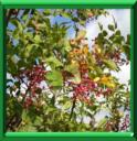 PISTACHIER TEREBINTHE - PISTACIA TEREBINTHUS