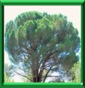 PIN PARASOL - PINUS PINEA