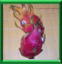 RAQUETTE TORTUE - HYLOCEREUS UNDATUS ou POLYRHIZUS