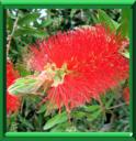 RINCE-BOUTEILLES - CALLISTEMON SPP