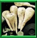 RACINE BLANCHE - PASTINACA SATIVA