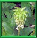 PLANTE ANANAS - EUCOMIS BICOLOR