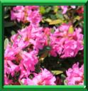 RHODODENDRON - RHODODENDRON SPP