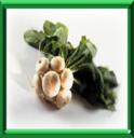 RABIOULE - BRASSICA NAPUS