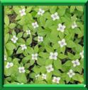 QUATRE TEMPS - CORNUS CANADENSIS