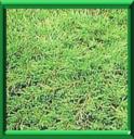 PETROT - JUNIPERUS COMMUNIS