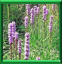 PLUME DU KANSAS - LIATRIS SPICATA