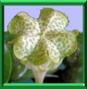 PLANTE PARACHUTE - CEROPEGIA SANDERSONII