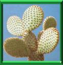 POIRE CACTUS - OPUNTIA FICUS INDICA