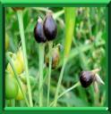PLANTE A PERLES - COIX LACRIMA JOBI