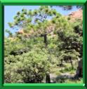 PIN DE JERUSALEM - PINUS HALEPENSIS