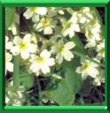 PRIMEVERE ACAULE - PRIMULA VULGARIS
