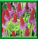 PRIMEVERE DU PERE VIAL - PRIMULA VIALII