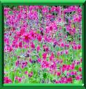 PRIMEVERE DU SHIMIAN - PRIMULA PULVERULENTA