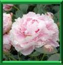 PIVOINE DE CHINE - PAEONIA LACTIFLORA