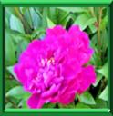 PIVOINE DES JARDINS - PAEONIA OFFICINALIS