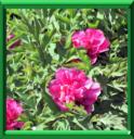 PIVOINE EN ARBRE - PAEONIA SUFFRUTICOSA