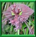 PLANTE CHAUVE-SOURIS - TACCA CHANTRIERI