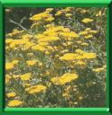 ACHILLEE MILLEFEUILLE - ACHILLEA MILLEFOLIUM