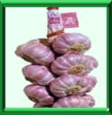 AIL - ALLIUM SATIVUM