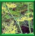 ANETH - ANETHUM GRAVEOLENS