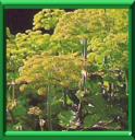 ANGELIQUE - ANGELICA ARCHANGLICA