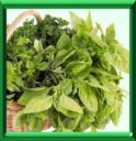 BASILIC - OCIMUM BASILICUM