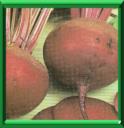 BETTERAVE ROUGE - BETA VULGARIS