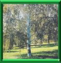 BOULEAU - BETULA
