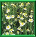 CAMOMILLE - MATRICARIA