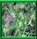 CONSOUDE - SYMPHYTUM