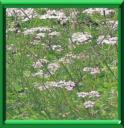 CORIANDRE - CORIANDRUM SATIVUM