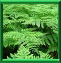 FOUGERE - DRYOPTERIS FILIX MAS