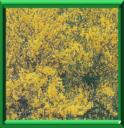 GENET - CYTISUS