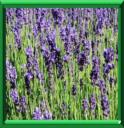 LAVANDE OFFICINALE - LAVANDULA OFFICINALIS