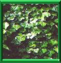 LIERRE - HEDERA HELIX