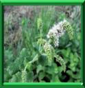 MENTHE - MENTHA