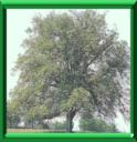 NOYER - JUGLANS REGIA