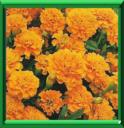 OEILLET D'INDE - TAGETES PATULA