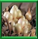 OIGNON - ALLIUM CEPA