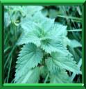 ORTIE - URTICA