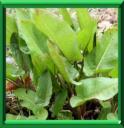 PATIENCE SAUVAGE - RUMEX OBTUSIFOLIUS