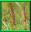 PRELE - EQUISETUM