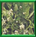 RAIFORT - COCHLEARIA RUSTICANA
