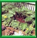 RHUBARBE - RHEUM RHAPONTICUM