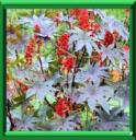 RICIN - RICINUS COMMUNIS