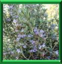 ROMARIN - ROSMARINUS OFFICINALIS