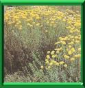 SANTOLINE - SANTOLINA CHAMAECYPARSSUS