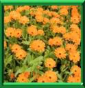 SOUCI - CALENDULA OFFICINALIS